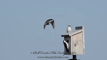 TREE SWALLOW, Tachycineta bicolor,  compilation, mating, battling, flocks