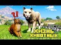 БОЛЬШАЯ ДИКАЯ КОШКА ХОЧЕТ СЪЕСТЬ КОТА! ЖИЗНЬ ЖИВОТНЫХ В GTA 5 МОДЫ