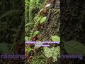 The Underground Ant Empire Hidden Beneath the Jungle | Wildlife Documentary