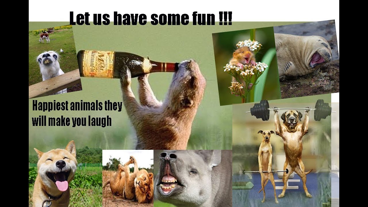 Funny Animals cutest expressions which will Leave a smile in your face