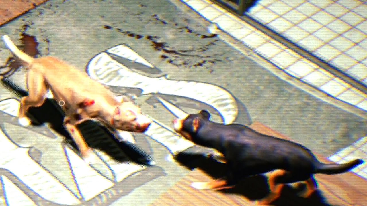 Watch Dogs 2 Walkthrough Part 47 Main Operation Eye For An - watch dogs 2 walkthrough part 47 main operation eye for an eye a real dog fight the walking doge fixed v2 3 roblox Watch Dogs 2 Walkthrough Part 47 Main Operation Eye For An - the walking doge fixed v2 3 roblox