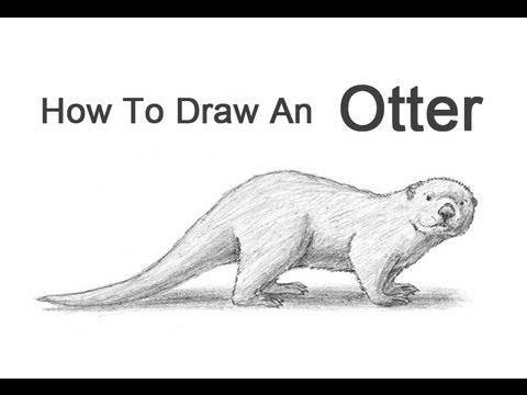 How to Draw an Otter - YouTube