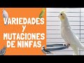 NINFAS VARIEDADES Y MUTACIONES (CACATÚAS)
