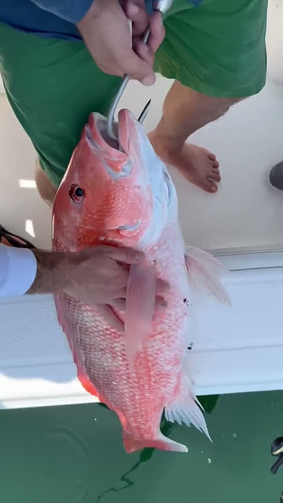 How To Properly Vent An Offshore Fish (With Capt. Dylan Hubbard) 