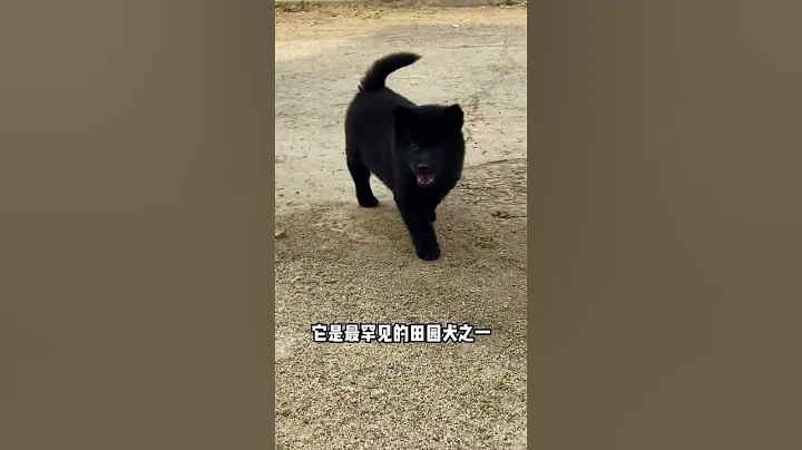 傳聞五黑犬可以辟邪鎮宅看家護院但是唯一缺點就是天黑了就找不到它了 😂😂 - 天天要聞