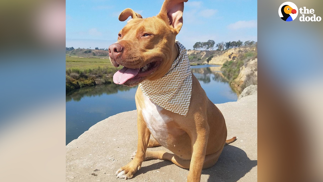 Pitbull's Mom Fights Against Breed Discrimination | The Dodo