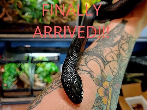 king snake oklahoma Mexican Black King Snake Unboxing!!
