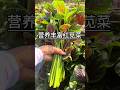 The temperature is high from June to July. If you don't know what vegetables to grow, I recommend U