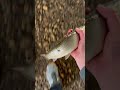 Releasing a giant trout