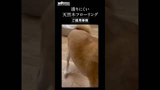 日本犬の魅力！柴犬、甲斐犬、紀州犬など、天然記念物に指定される犬