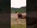 الأسد الملك يقتل ملكة الضباع صنف علمي الحيواناتالبرية Shortvideo 