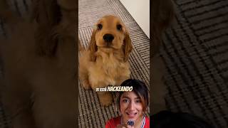 Tu Perro Te Mira Así? #perritos #animales #perros