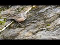 Alpine accentor  alpenheggenmus  accenteur alpin prunella collaris bouillon 2023