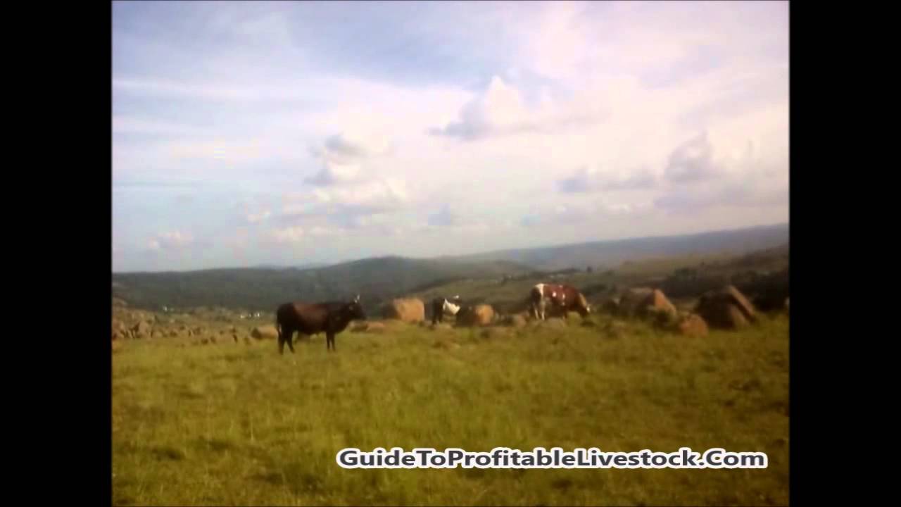 Raising Livestock For Complete Beginners In Your Own Farm Ranch