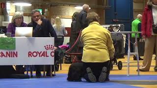 20231105 Int Dog Show Vexø Sverige Skye Terrier