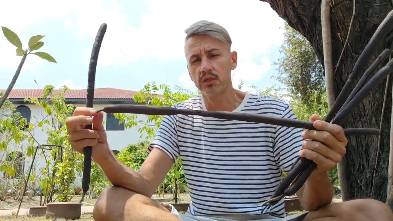 Кассия трубчатая. Cassia fistula or Golden shower tree