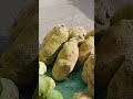 Feira de Estrela de Alagoas aos sábados