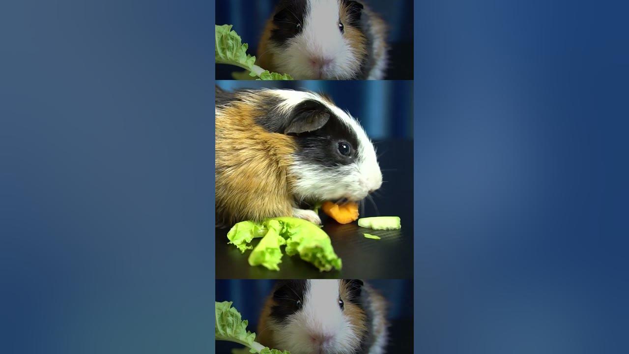 Hamster 🐹 EATING FOOD ASMR Eating Lettuce Cucumbe r Cabbage Mukbang 먹방