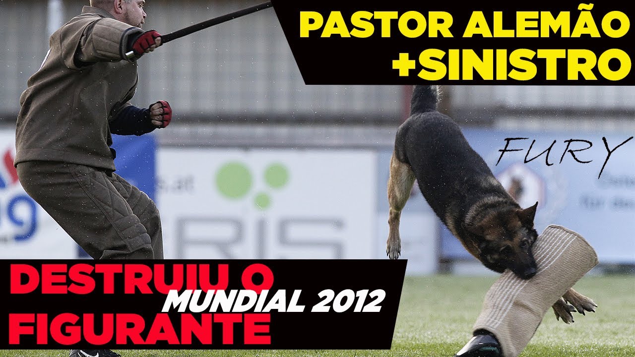 FURY PASTOR ALEMÃO ATAQUE PODEROSO - EXPLODINDO FIGURANTE schutzhund commands