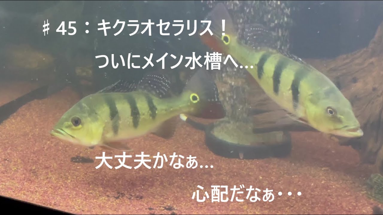 キクラオセラリス 45：キクラオセラリス！ついにメイン水槽へ… - YouTube