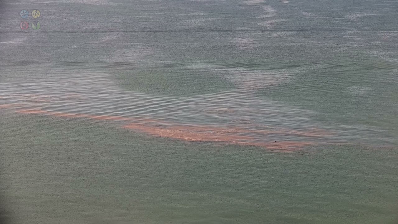 Massive Sargassum Seaweed Invasion In The Florida Keys Covers Beaches
