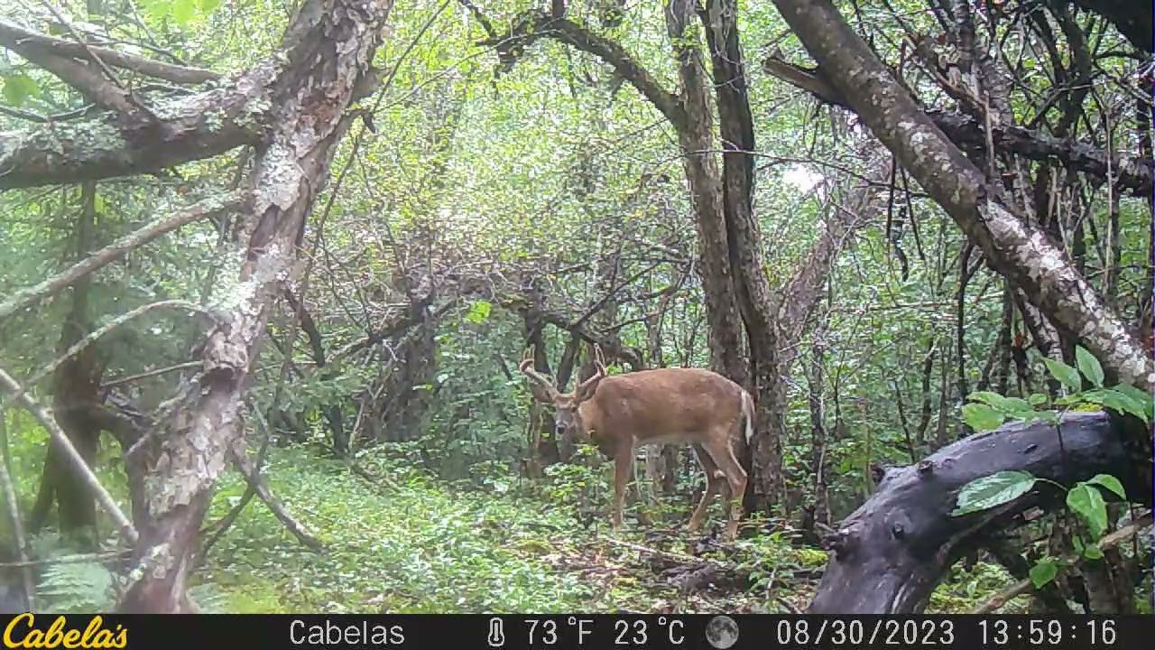 WET MAINE BUCK SHAKES WATER OFF TWICE