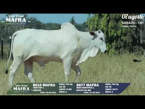 LOTE 121   MFRA 8610, 8877