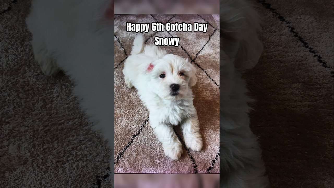 From Gotcha Day to Forever | Celebrating my Dog's Gotcha Day 