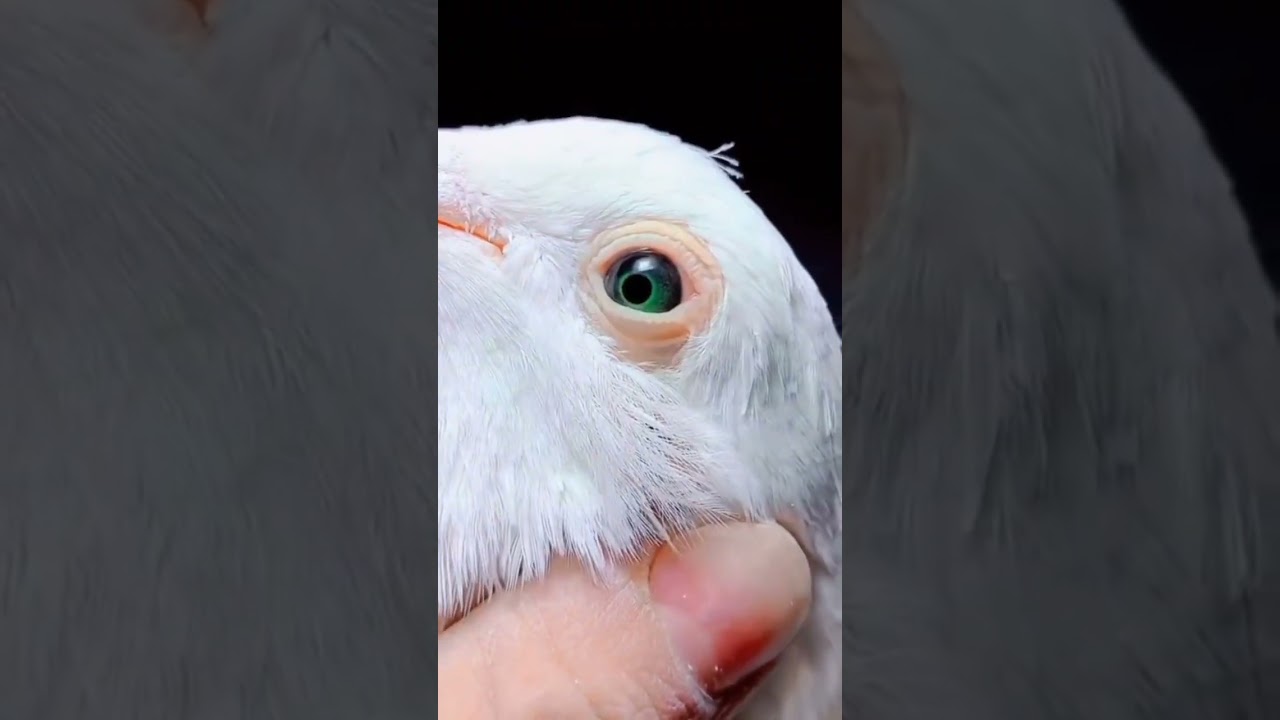 Akiyaan milaon kabhi 