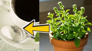 How To Grow STEVIA From Your Kitchen In Winter! | 4 Winter Herbs For Beginners