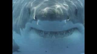 Shark Dance ~ (Kitty Cat Dance)