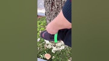 The easiest way to climb trees #Shorts