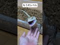 懐きすぎてトカゲ超えて犬