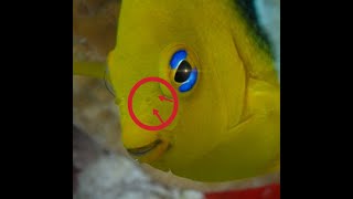 This fish has four nostrils Why so?
