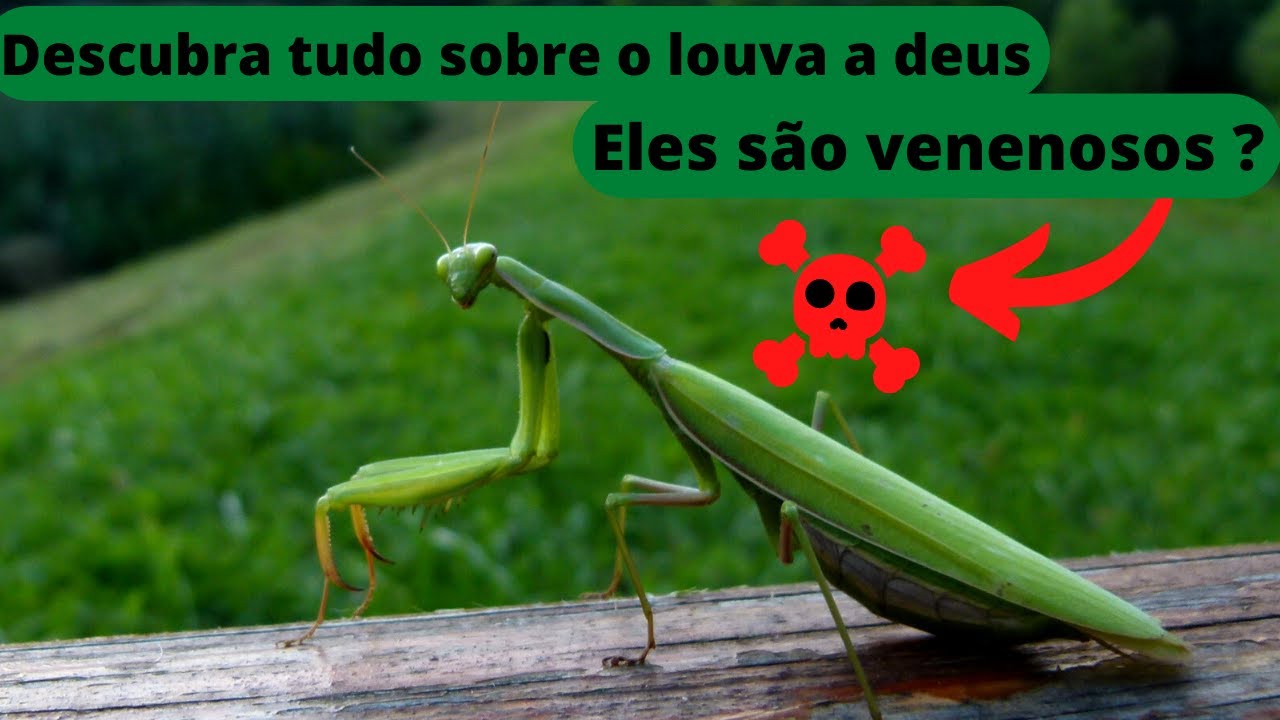 O louva-a-deus é venenoso ? Descubra tudo sobre ele - YouTube