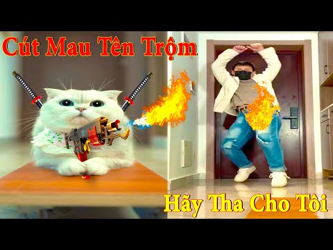 Thú Cưng TV | Dương KC Pets | Mèo Sam Và Miu #4 | mèo thông minh vui nhộn | funny cute smart cat