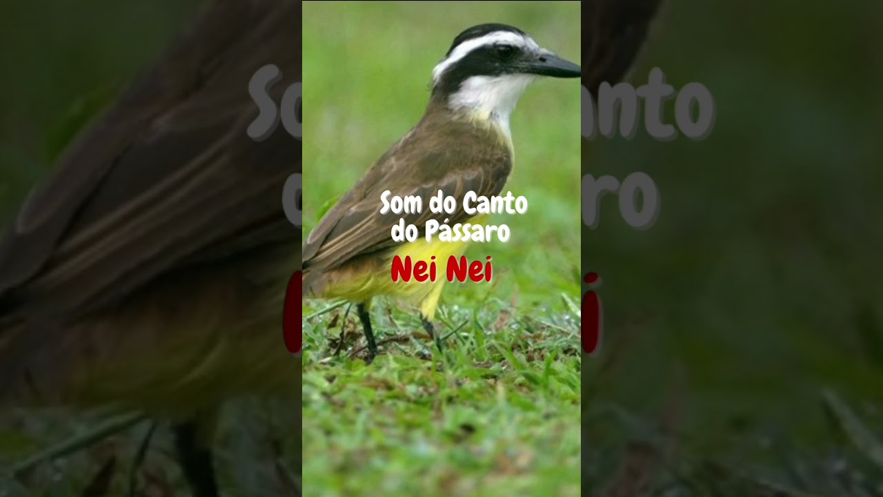 Canto do Pássaro NEI NEI