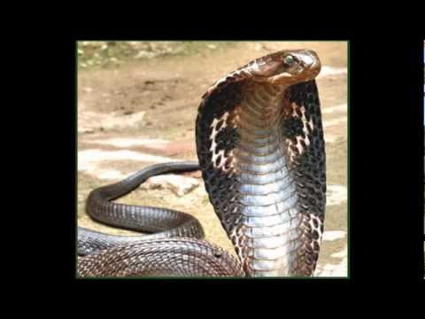 Incredible King Cobra Snake HD