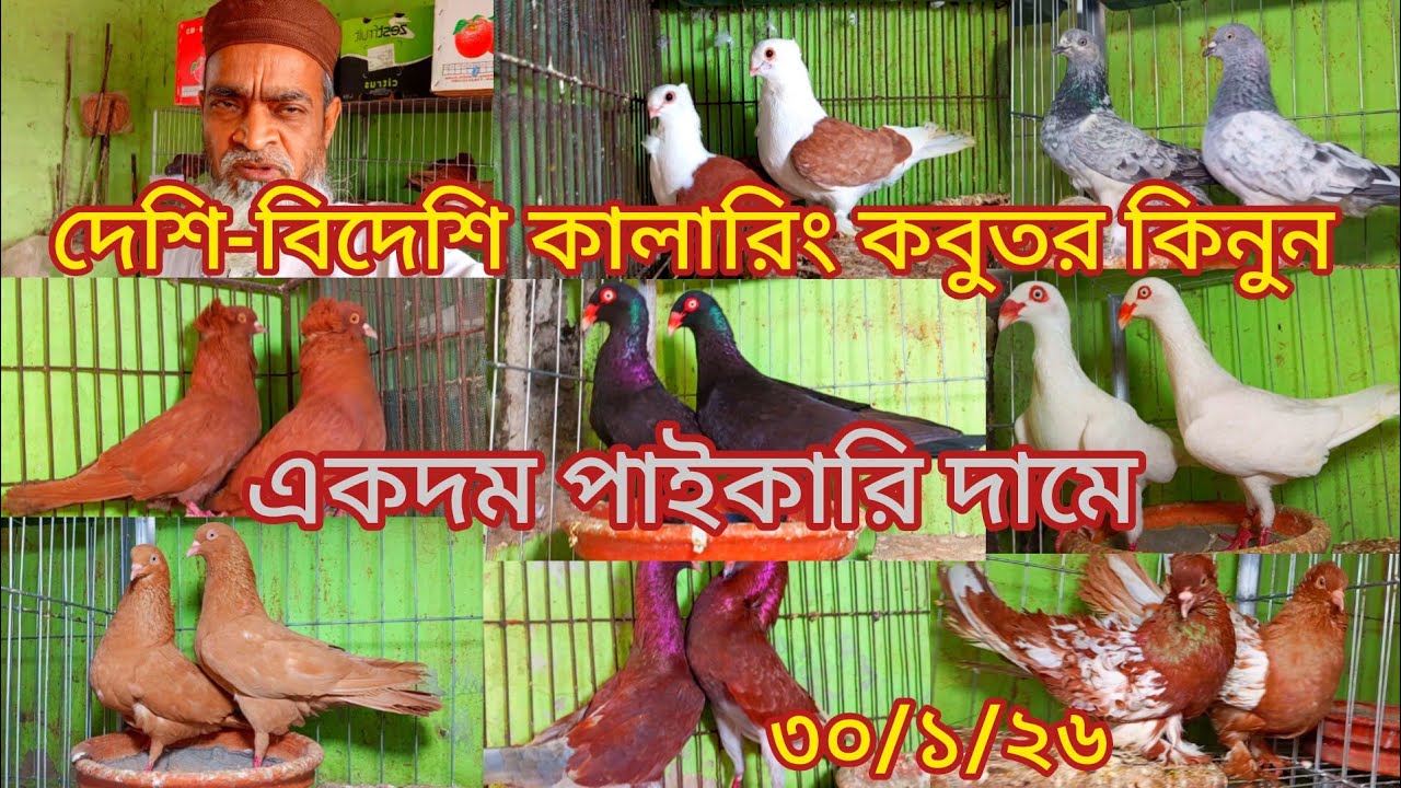 দেশি বিদেশি কালারিং কবুতর কিনুন ডিম বাচ্চা সহকারে নুর আলম বাবু ভাইয়ের খামার থেকে 