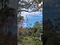 Tree Removal in Albany WA 🌳 #capetreeservice ##treeloppingalbany #treeremovalalbany #albanywa
