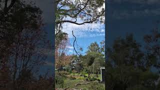 Tree Removal in Albany WA 🌳 #capetreeservice ##treeloppingalbany #treeremovalalbany #albanywa