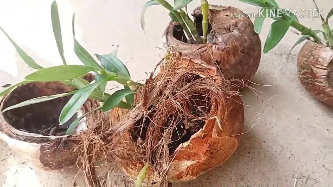 PLANTANDO ORQUÍDEAS NO COCO..🌴🌴