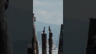 Cormorants enjoying a summer day