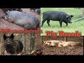 What Is The Different Types Of Pigs