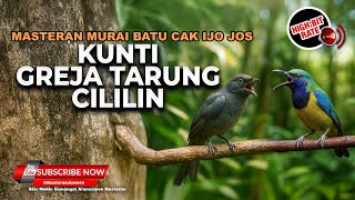 Download Lagu 🔴 Masteran Kumplit Kompilasi Kunti Greja Tarung dan Cililin Materi Cucak Cungkok Gacor vs Srigunting MP3 Download Lagu 🔴 Masteran Kumplit Kompilasi Kunti Greja Tarung dan Cililin Materi Cucak Cungkok Gacor vs Srigunting MP3