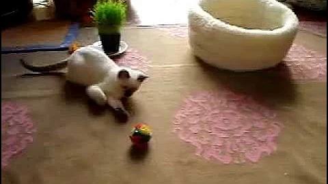 Watch the video about Chocolate Siamese kitten & his favorite toy