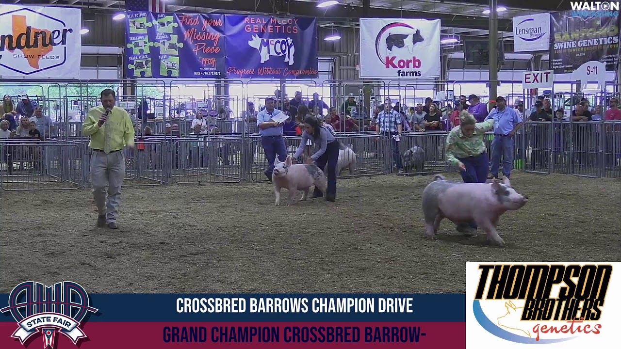 Ohio State Fair 2021 Junior Barrow Show Purebreds and Crossbreds