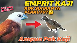 Burung Emprit Kaji suara mewah rasa perkutut