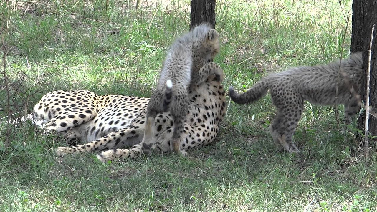 Cheetah Mom & Cubs 3 - YouTube