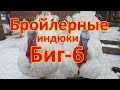 Бройлерные мясные индюки